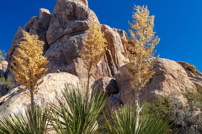 Joshua Tree's Hidden Valley Self-Guided Walking Tour - Key Points
