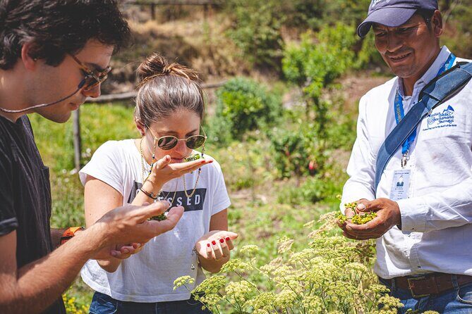 Journey in Cusco - FAQ: Your Questions About the Cusco Tour