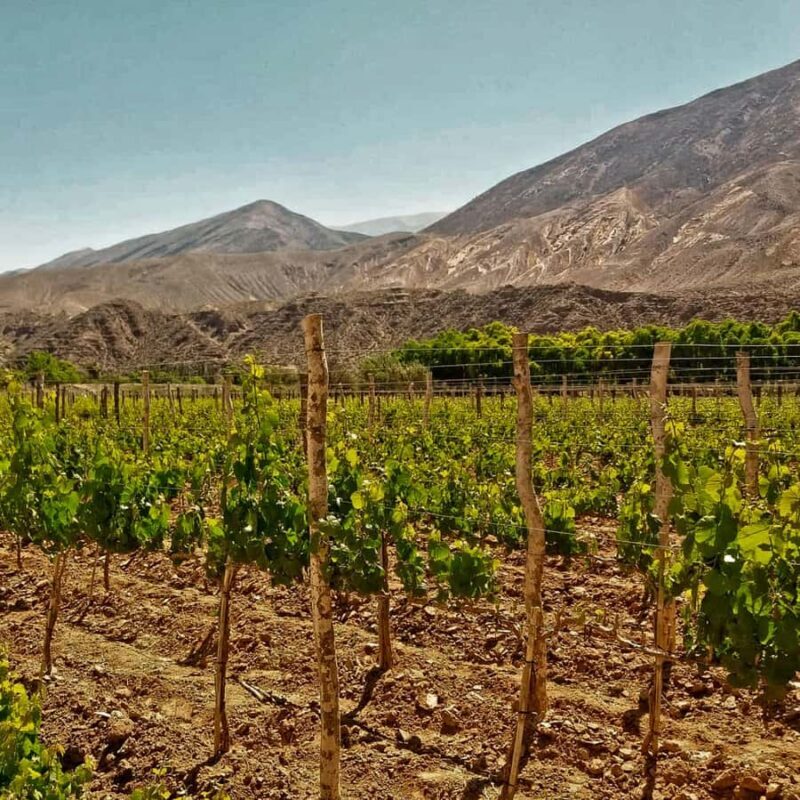 Jujuy: Extreme high altitude vineyards of the Quebrada de Humahuaca - Key Points