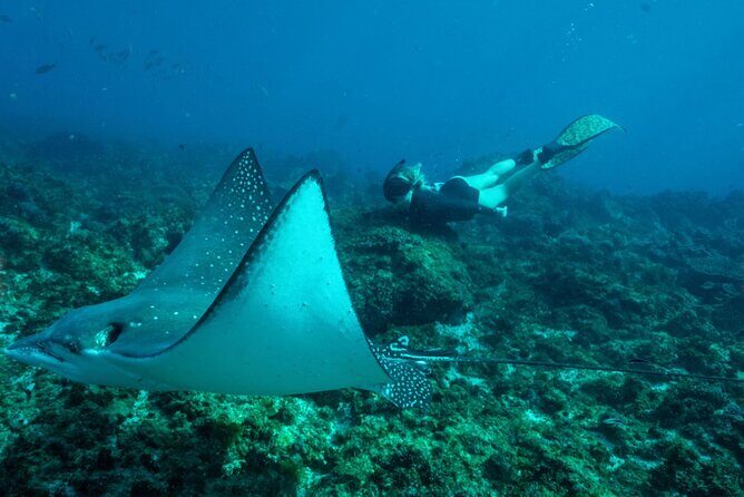 Julian Rocks: Premier Snorkeling Tour Byron Bay - Why This Tour Is Worth It