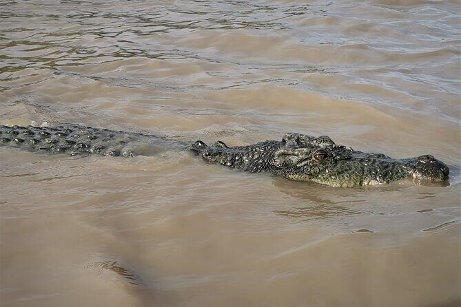 Jumping Croc Cruise, Berry Springs, Fogg Dam & Humpty Doo Pub - The Sum Up: Who Should Consider This Tour?