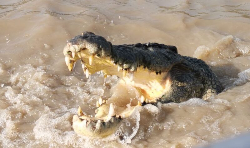 Jumping Croc Cruise, Berry Springs,Fogg Dam & Humpty Doo Pub - FAQ