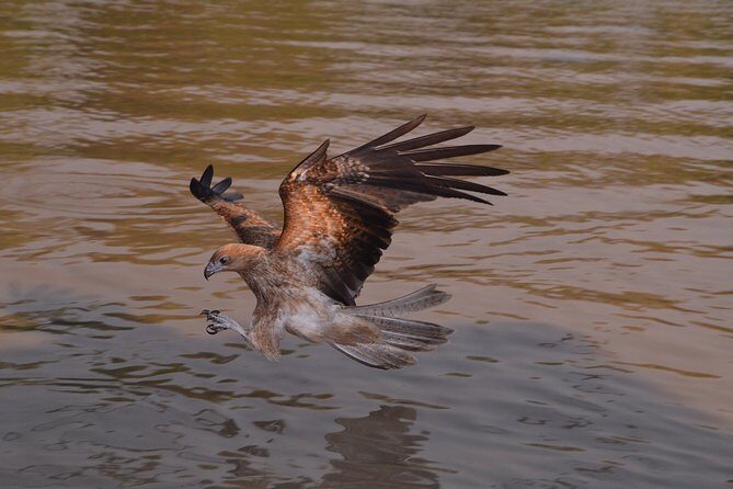 Jumping Crocodile Cruise with lunch - A Detailed Look at the Jumping Crocodile Cruise Experience