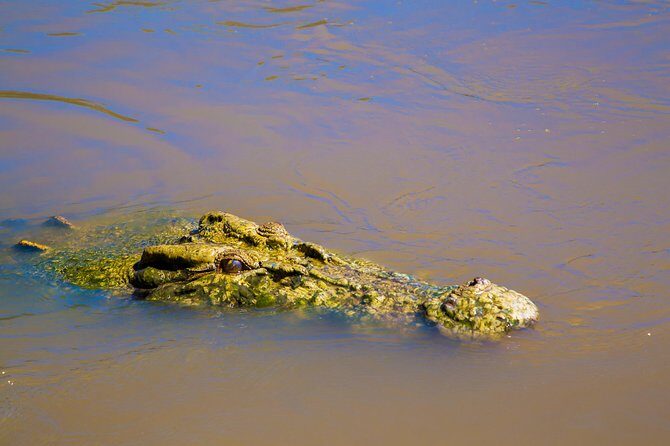 Jumping Crocs & Nature Adventure Cruise from Darwin - Who Will Love This Tour?