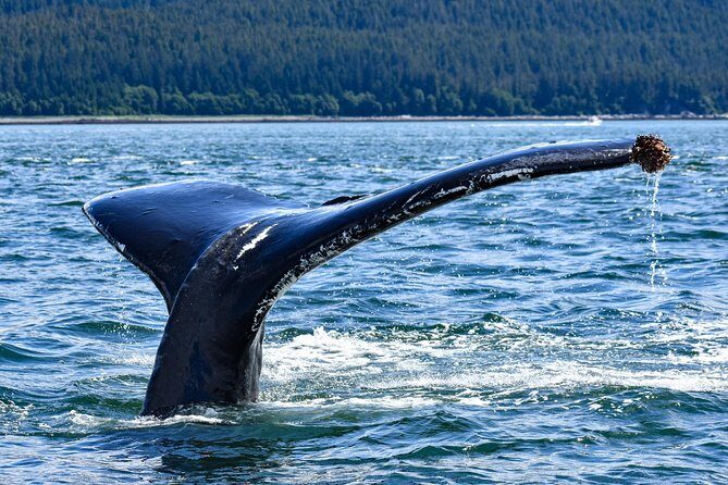 Juneau Lighthouse Tours - Whale watching & Lighthouse Combo - FAQ