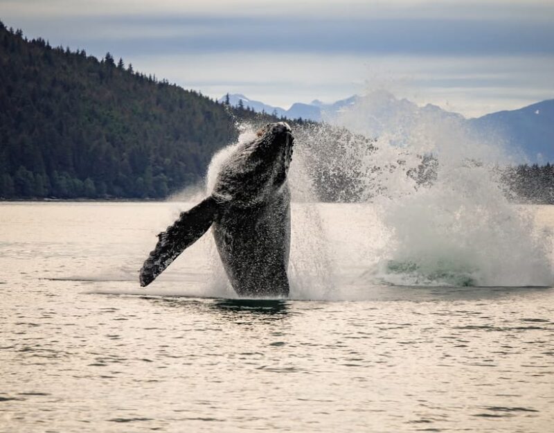 Juneau: Mendenhall Glacier Waterfall & Whale Watching Tour - Frequently Asked Questions