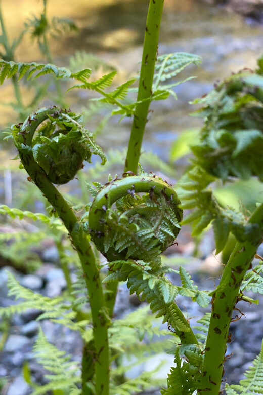 Juneau: Rainforest Photo Safari on a Segway - FAQ: Your Practical Questions Answered