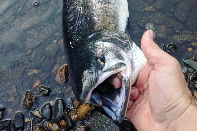 Juneau Shore Fishing Shuttle and Gear - Juneau Shore Fishing Shuttle and Gear: An Honest Review