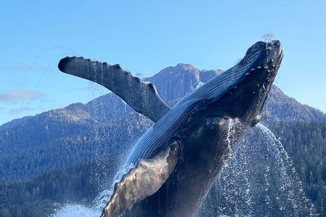 Juneau Top Sight Seeing Group Tour - Key Points