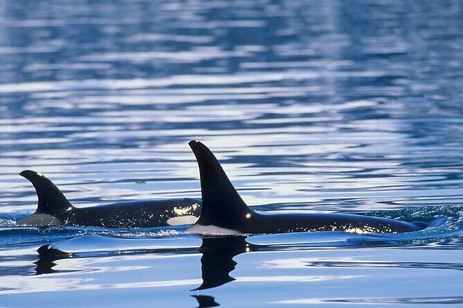 Juneau Whale Watch Adventure - Final Thoughts: Why Choose This Whale Watch?