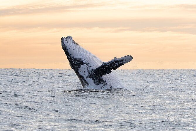 Juneau Whale Watch Adventure - Frequently Asked Questions