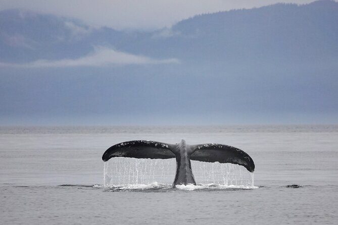 Juneau Whale Watch and Wildlife Quest - FAQ
