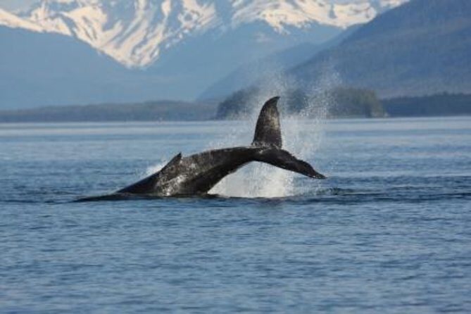 Juneau Whale Watching Adventure - Exploring the Juneau Whale Watching Adventure: A Detailed Review