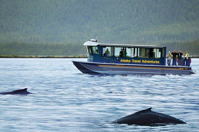 Juneau Whale Watching Adventure - Final Thoughts: Who Will Love This Trip?