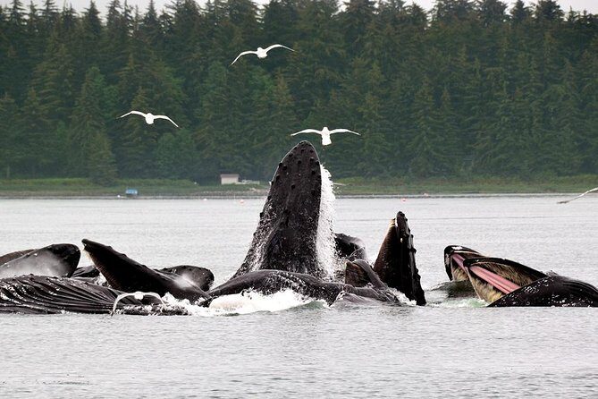 Juneau Whale Watching Adventure - FAQs