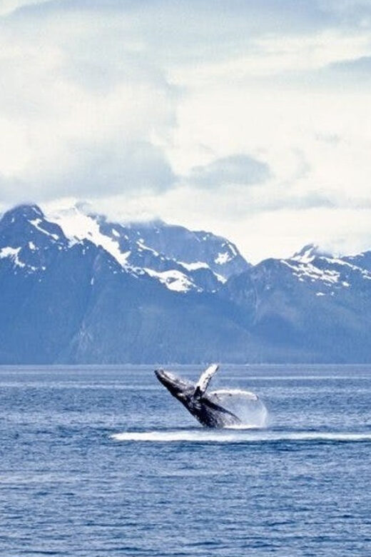 Juneau: Whale Watching and Mendenhall Glacier Day Trip - A Deep Dive into the Experience