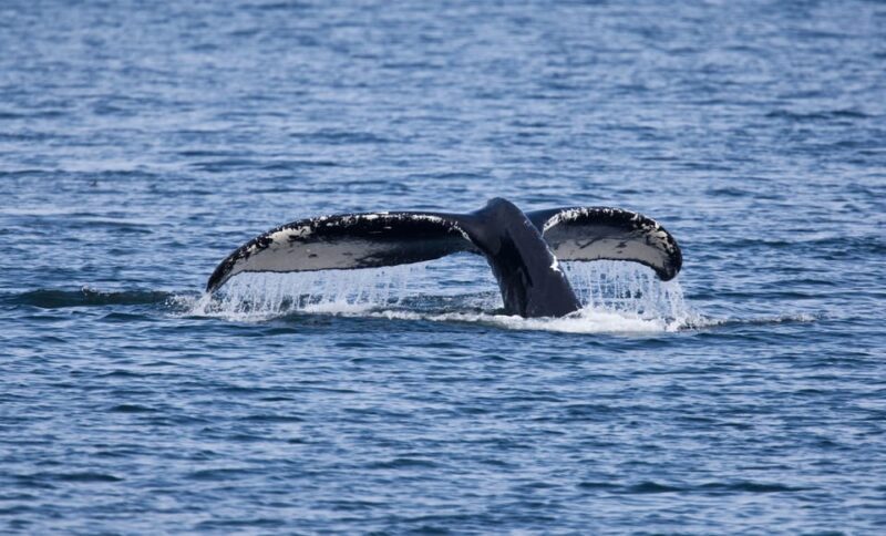 Juneau: Whale Watching and Wildlife Cruise with Local Guide - Why This Tour Offers Great Value