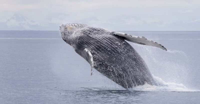 Juneau: Whale Watching and Wildlife Cruise with Local Guide - Frequently Asked Questions