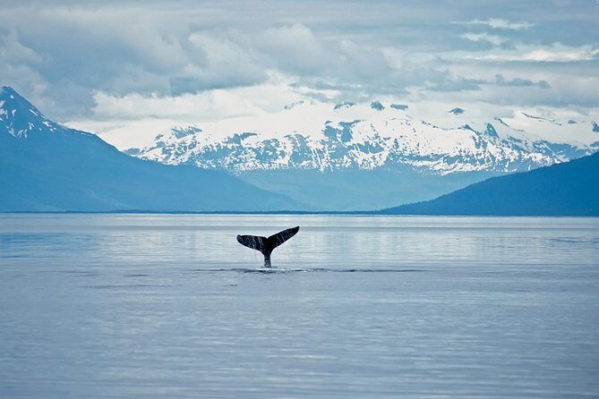 Juneau Wildlife Whale Watching - A Detailed Look at What to Expect