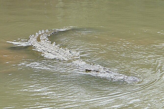 Jungle Crocodile Safari and Bird Watching tour/Tarcoles River CR - FAQ Section