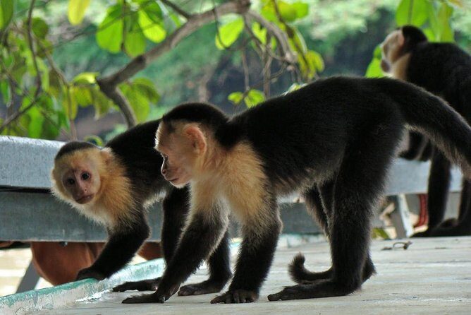 Jungle Cruise at Palo Verde National Park - Key Points