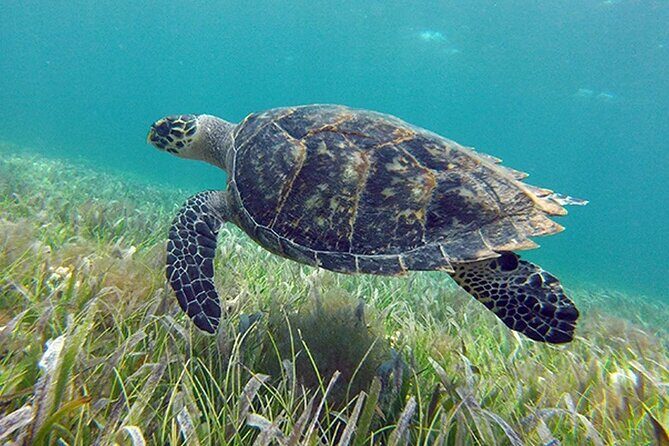 Jungle excursion EN Cancun (NO taxes included) - Snorkeling at Meco Reef: An Underwater Escape