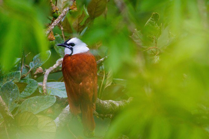 Jungle Expedition through The Childrens Eternal Rainforest - Who Will Love This Experience?