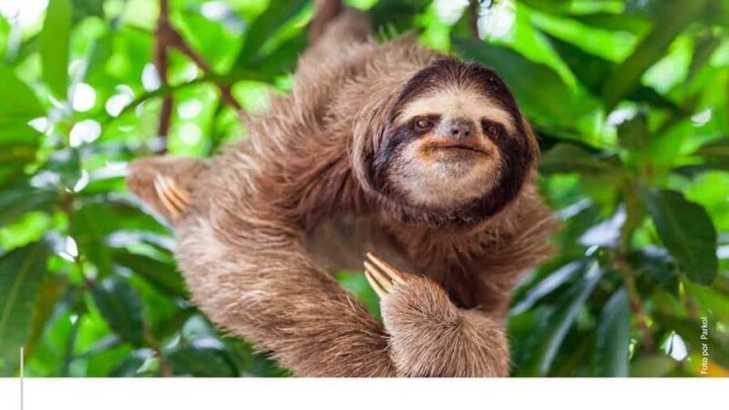 Jungle Iquitos 3D |Boating+Piranha Fishing+Night Excursion| - Frequently Asked Questions