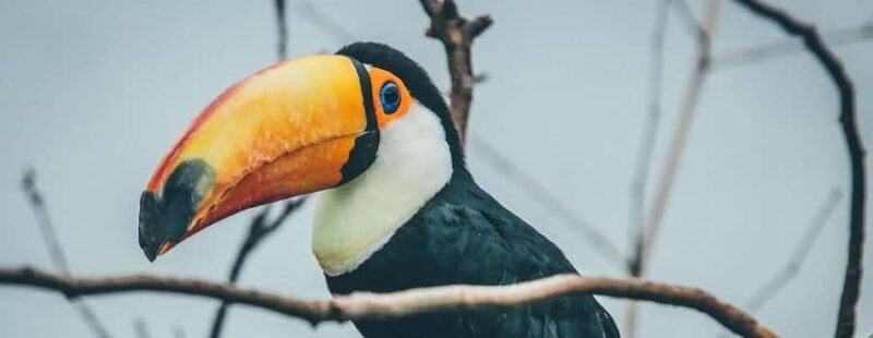 Jungle Iquitos 3D |Boating+Piranha Fishing+Night Excursion| - Final Thoughts