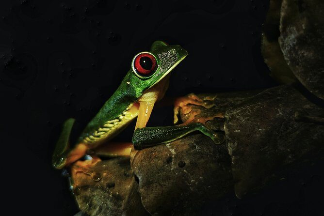 Jungle Night Tour - A Deep Dive into the Jungle Night Tour