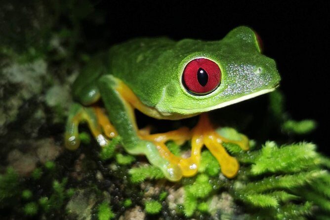 Jungle Night Tour - Jungle Night Tour in Quepos, Costa Rica: An Authentic Look at Nocturnal Wildlife