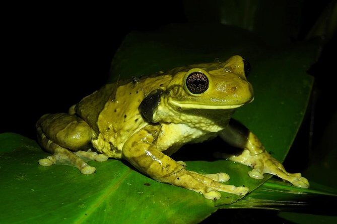 Jungle Night Tour - Key Points
