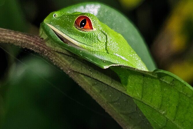 Jungle Night tour in Tortuguero : Wildlife and Adventure. - Key Points