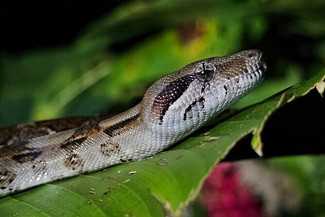 Jungle Night tour in Tortuguero : Wildlife and Adventure. - The Real Deal: A Detailed Review