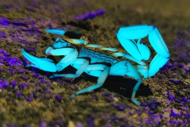 Jungle Night Tour Manuel Antonio - Key Points