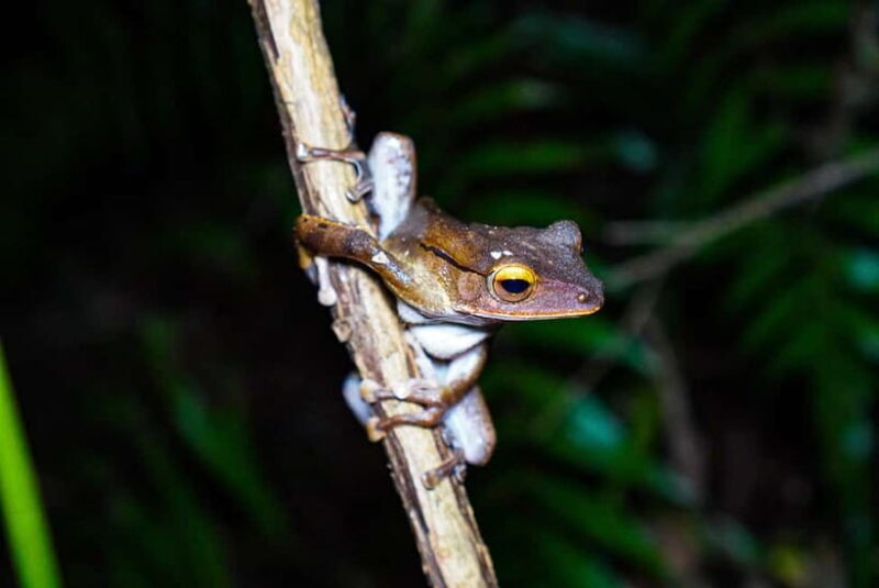 Jungle Night Walk - Explore Phong Nhas Nocturnal Nature - Discovering Phong Nha’s Nocturnal Jungle: A Detailed Review