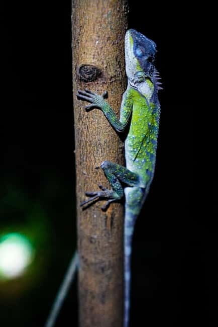 Jungle Night Walk - Explore Phong Nhas Nocturnal Nature - The Sum Up: Why This Tour Is a Solid Choice