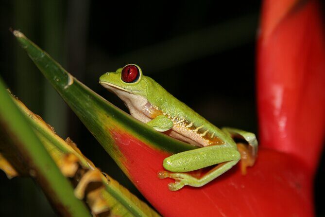 Jungle Night Walk in Manuel Antonio - Experience the Secrets of Costa Rica’s Rainforest on a Jungle Night Walk in Manuel Antonio
