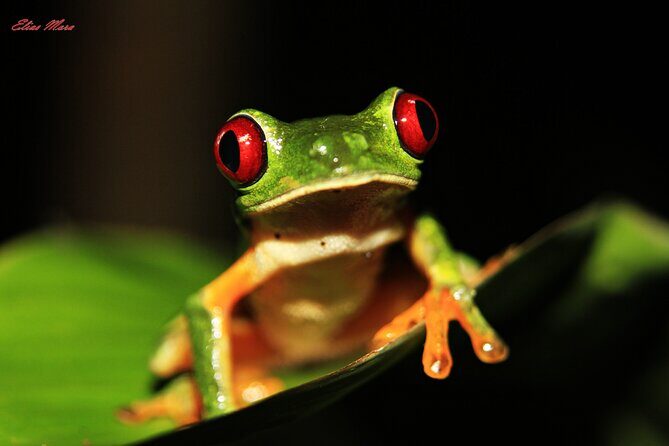 Jungle Night Walk in Manuel Antonio - Key Points