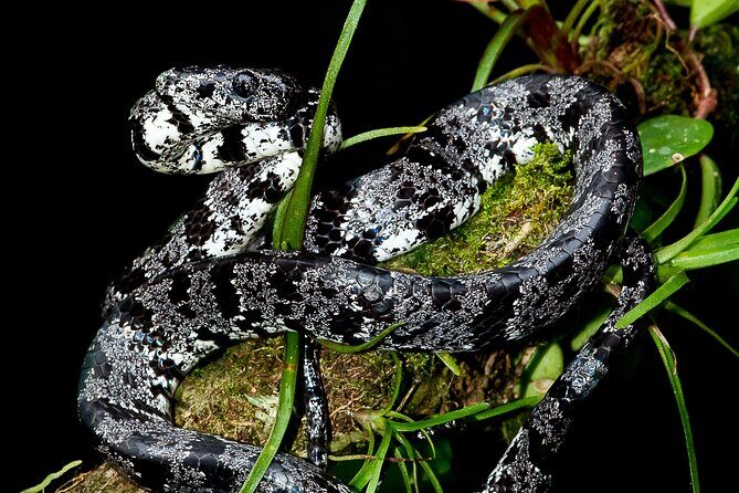 Jungle Night Walk in Manuel Antonio - FAQs