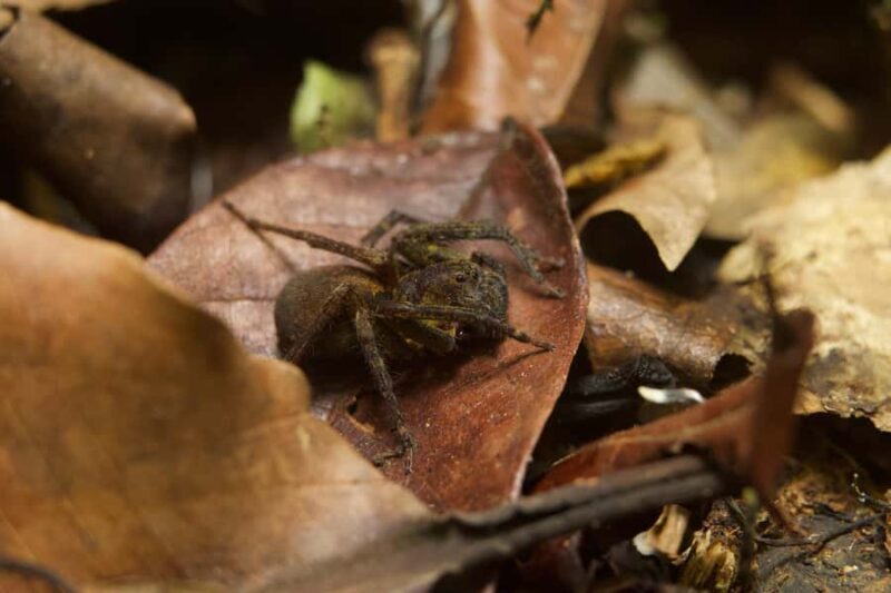 Jungle Night Walk/ Nocturnal wildlife and jungle sounds - A Deep Dive into the Jungle Night Walk Experience