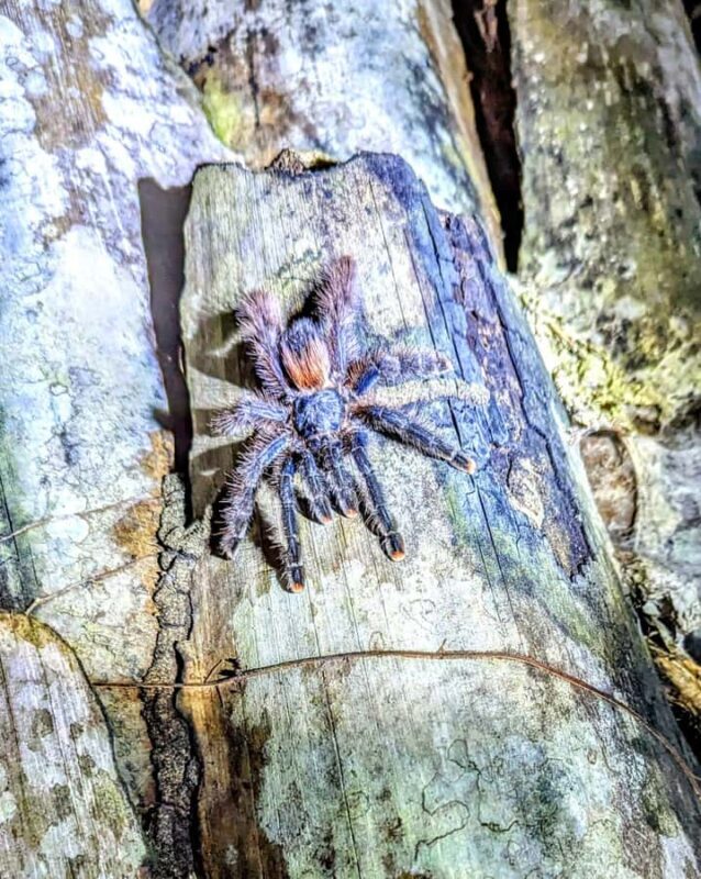 Jungle Night Walk/ Nocturnal wildlife and jungle sounds - The Sum Up