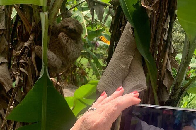 Jungle River, Sloth Sanctuary and Poisonous Frogs. - Jungle River, Sloth Sanctuary, and Poisonous Frogs: An Authentic Costa Rican Wildlife Adventure