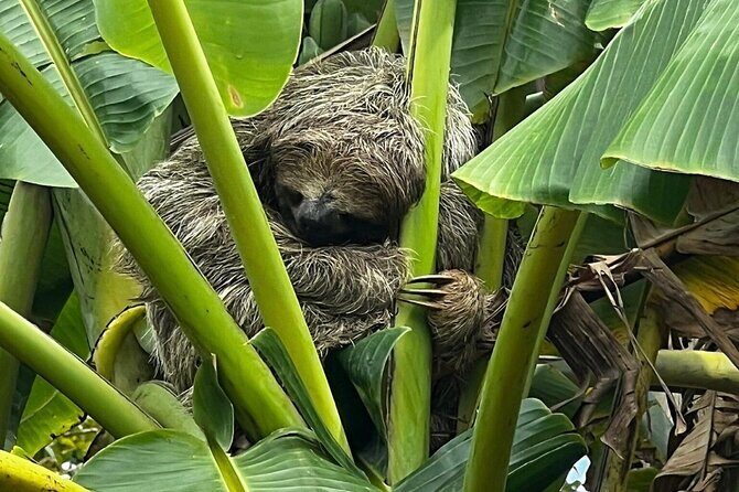 Jungle River, Sloth Sanctuary and Poisonous Frogs. - A Detailed Look at the Tour Experience