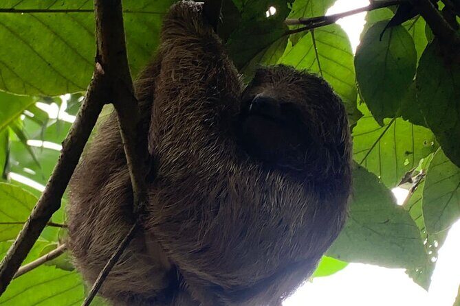 Jungle River, Sloth Sanctuary and Poisonous Frogs. - Frequently Asked Questions