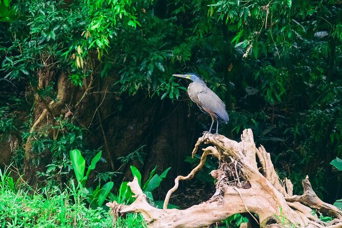 Jungle Safari Float on Sarapiqui River from La Fortuna - FAQ