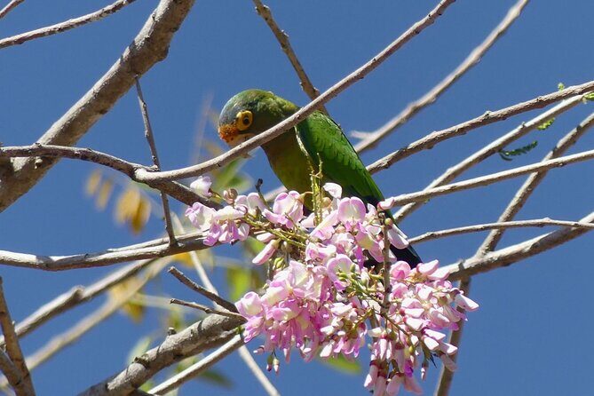 Jungle Safari in Playa Samara - Possible Drawbacks or Considerations