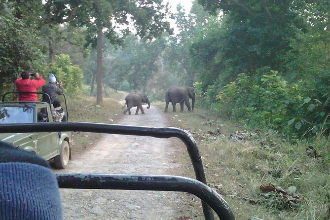 Jungle safari near Rishikesh inside Rajaji National Park - Who Is This Tour Best For?