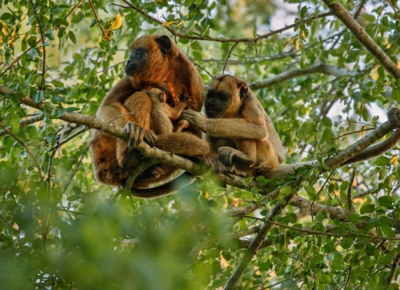 Jungle Tambopata 2D |Monkey Island + Search for alligators| - Final Thoughts: Who Should Consider This Tour?