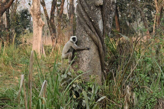 Jungle Towernight Stay: 4-Day Tour in Chitwan National Park - What Makes This Tour Stand Out?